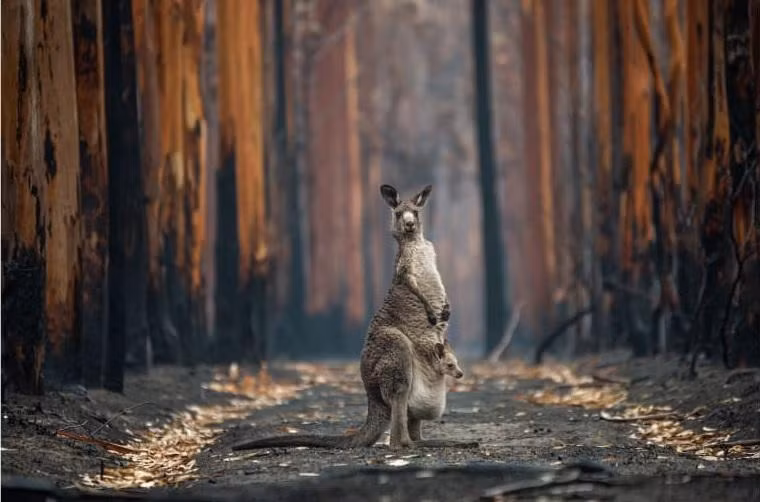 Một con kangaroo xám và con nhỏ ở giữa đồn điền bạch đàn bị cháy gần Mallacoota, miền nam nước Úc. Ảnh: Jo-Anne McArthur. Một con kangaroo xám và con nhỏ ở giữa đồn điền bạch đàn bị cháy gần Mallacoota, miền nam nước Úc. Ảnh: Jo-Anne McArthur.