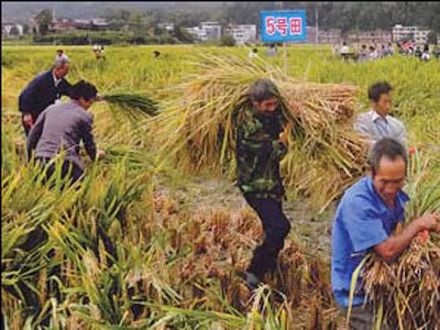 Nông dân tỉnh Hồ Nam của Trung Quốc thu hoạch lúa lai DH2525. Ảnh: Xinhua. Nông dân tỉnh Hồ Nam của Trung Quốc thu hoạch lúa lai DH2525. Ảnh: Xinhua