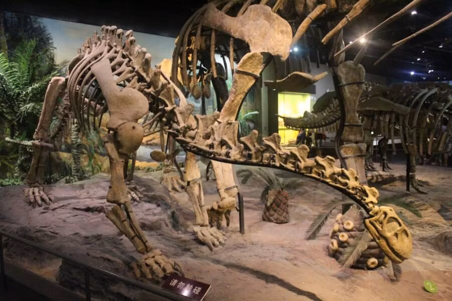 Loài khủng long Shunosaurus được trưng bày tại Bảo tàng Lịch sử Tự nhiên Thiên Tân, Trung Quốc.