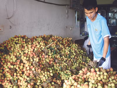 Vải đẹp Phúc Hòa năm nay rất ít