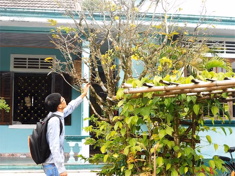 Nhiều người thích thú ngắm cây mai gần trăm năm tuổi của ông Lê Hoa, tổ 8 khu vực 4 phường An Tây nở rộ một cách bất thường