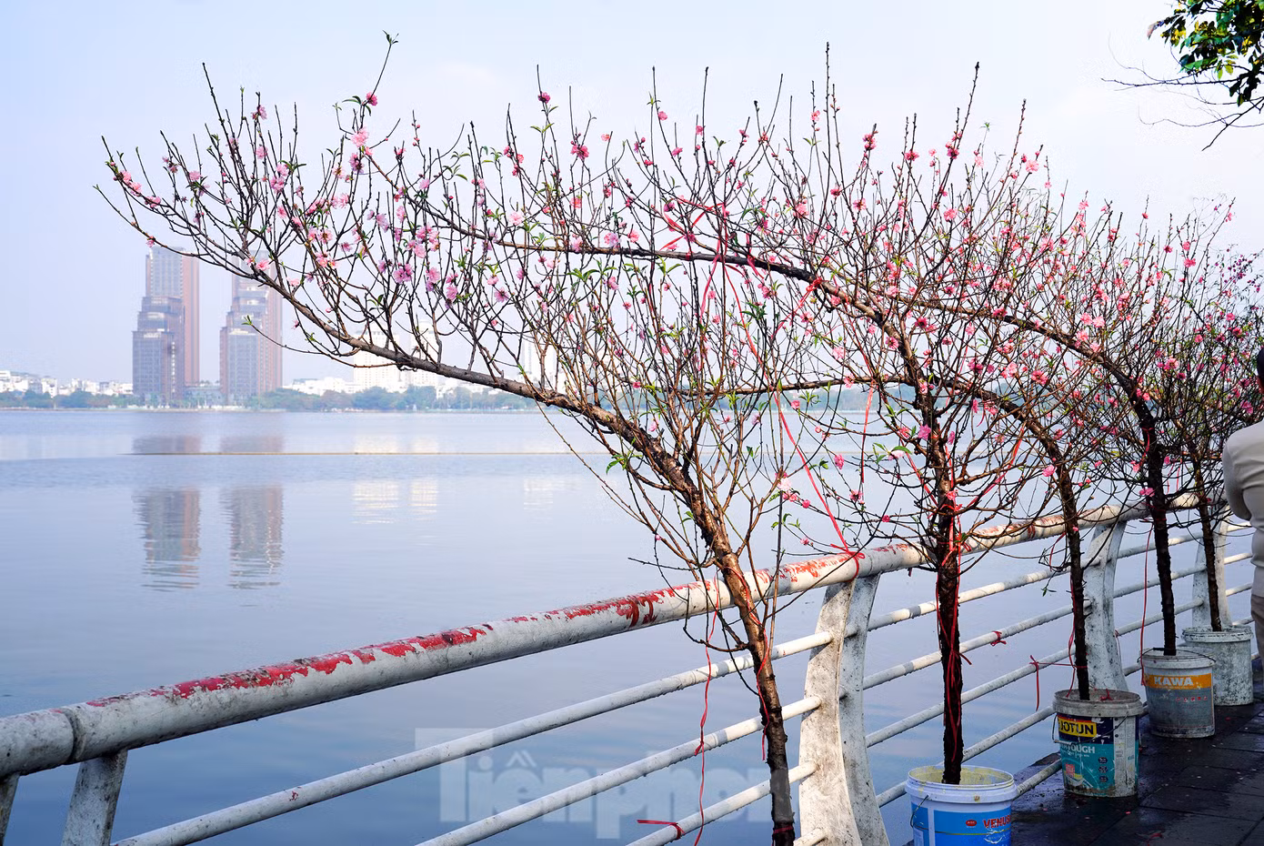 Anh Hùng, một tiểu thương có hai sạp hoa đào và quất cảnh tại chợ hoa Tây Hồ và dọc đường Vệ Hồ ( Tây Hồ) chia sẻ: "Hoa đào năm nay có xu thế soán ngôi các loại cây hoa ngày Tết. Tôi nhập về rất nhiều theo nhu cầu của khách hàng, thị hiếu năm nay của mọi người khá chuộng dáng đào Huyền của làng hoa Nhật Tân". Cành đào huyền "dáng rồng" Nhật Tân (Hà Nội) là giống đào phai, cánh hoa mỏng hơn đào bích. Theo một số tiểu thương, để có cành đào dáng huyền, nhà vườn khi trồng đã phải ghép mắt đào, sau đó kỳ công uốn nắn. Và 2-3 năm chăm sóc mới có thể cắt được cành để bán. Thậm chí, có cây phải trồng từ 3-4 năm mới thành dáng to, đẹp. Anh Hùng, một tiểu thương có hai sạp hoa đào và quất cảnh tại chợ hoa Tây Hồ và dọc đường Vệ Hồ ( Tây Hồ) chia sẻ: "Hoa đào năm nay có xu thế soán ngôi các loại cây hoa ngày Tết. Tôi nhập về rất nhiều theo nhu cầu của khách hàng, thị hiếu năm nay của mọi người khá chuộng dáng đào Huyền của làng hoa Nhật Tân". Cành đào huyền "dáng rồng" Nhật Tân (Hà Nội) là giống đào phai, cánh hoa mỏng hơn đào bích. Theo một số tiểu thương, để có cành đào dáng huyền, nhà vườn khi trồng đã phải ghép mắt đào, sau đó kỳ công uốn nắn. Và 2-3 năm chăm sóc mới có thể cắt được cành để bán. Thậm chí, có cây phải trồng từ 3-4 năm mới thành dáng to, đẹp.