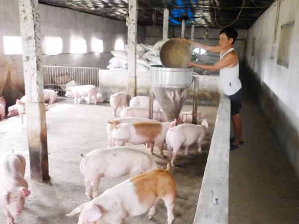 Chất cấm tạo nạc gây thiệt hại cho ngành chăn nuôi hàng nghìn tỷ đồng Ảnh: Phạm Anh