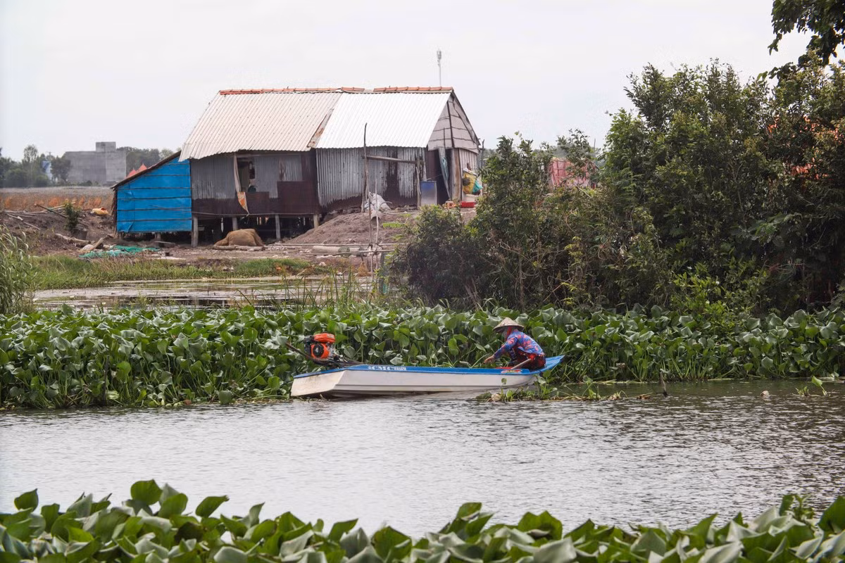 Nhiều người dân không đánh bắt được thủy sản phải đi cắt lục bình để kiếm thêm thu nhập. Nhiều người dân không đánh bắt được thủy sản phải đi cắt lục bình để kiếm thêm thu nhập.