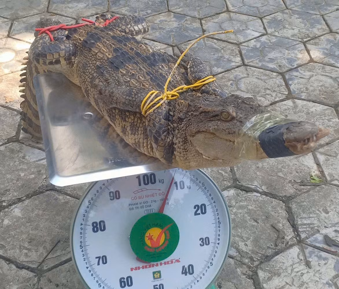 Cá thể cá sấu dài 1,2 m nặng 7,5 kg và chưa xác định được nguồn gốc xuất xứ.