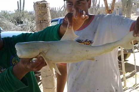 Cá mập một mắt dài 56 cm không thể sống sót khi ra ngoài bụng cá mẹ