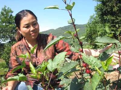 Chị Thủy giới thiệu về tính năng của loài hoa Hibiscus