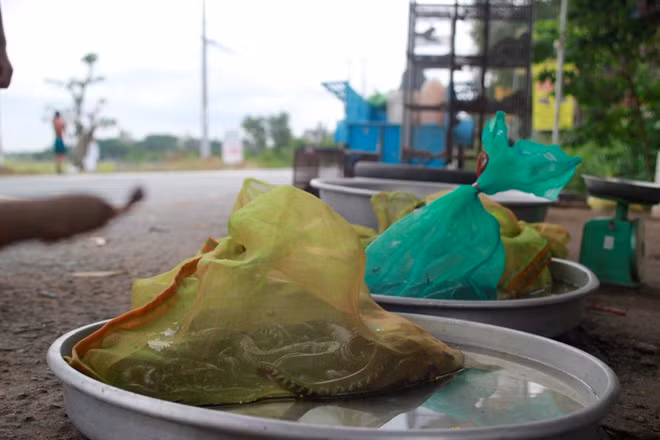 Các loại rắn bỏ trong bao cước được bày bán bên đường ở Củ Chi 