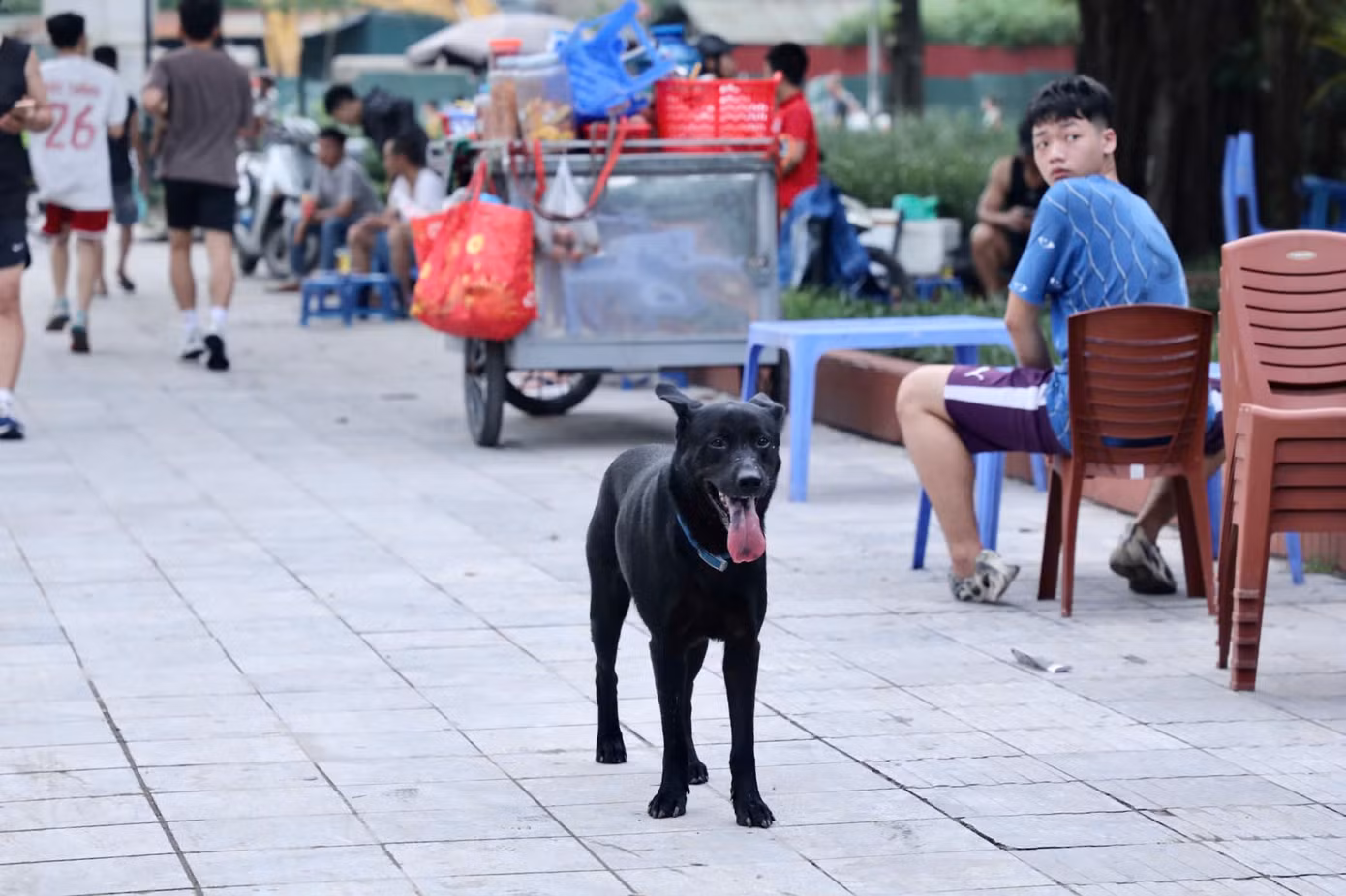 Trước đó, đầu năm 2022, Hà Nội lập gần 600 đội săn bắt chó thả rông trên địa bàn các quận huyện. Tuy nhiên, các đội bắt chó thả rông chỉ hoạt động rầm rộ thời gian đầu và tình trạng chó thả rông, không đeo rọ mõm lại tiếp tục tái diễn. Trước đó, đầu năm 2022, Hà Nội lập gần 600 đội săn bắt chó thả rông trên địa bàn các quận huyện. Tuy nhiên, các đội bắt chó thả rông chỉ hoạt động rầm rộ thời gian đầu và tình trạng chó thả rông, không đeo rọ mõm lại tiếp tục tái diễn.