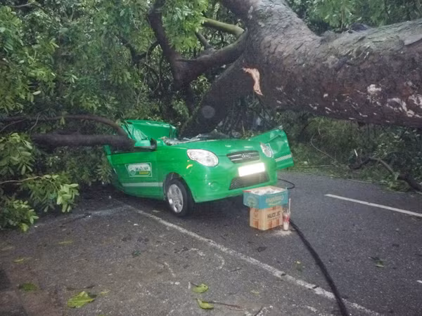 Cây xà cừ, đè bẹp taxi Mai Linh trước số nhà 97 Lò Đúc, khiến tài xế Phạm Tuấn Anh tử vong chiều 17-8 