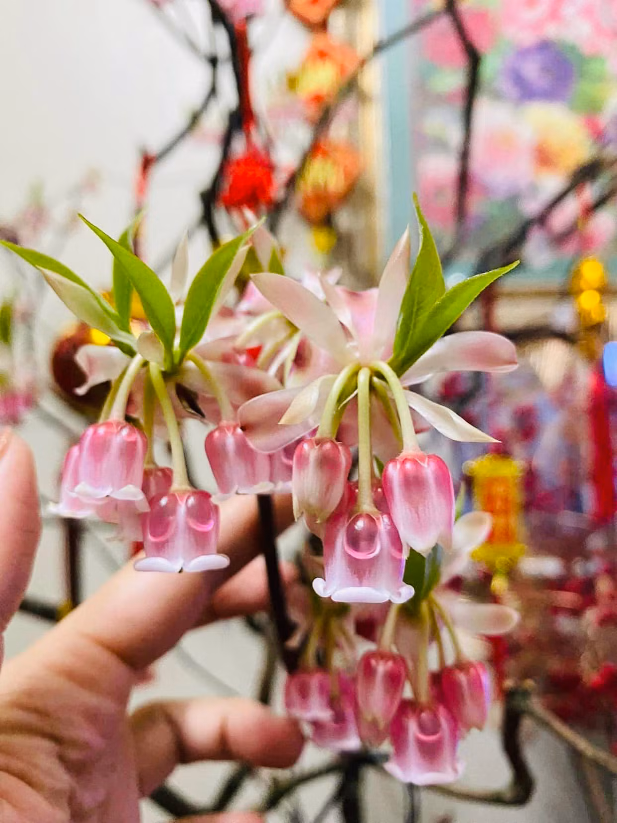 Đào chuông Yên Tử nở hoa giống như chiếc chuông nhỏ xinh treo lủng lẳng (Ảnh: Hà Ly Anh) Đào chuông Yên Tử nở hoa giống như chiếc chuông nhỏ xinh treo lủng lẳng (Ảnh: Hà Ly Anh)
