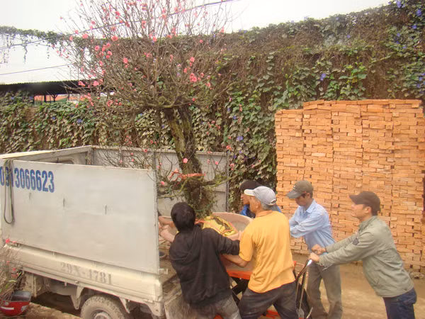 Chỉ một số xe ô tô được thuê chở đào quất dịp Tết vì có giấy phép hoạt động. Chiếc xe trong ảnh nhận chở cây đào từ vườn Quảng Bá về Linh Đàm (Hà Nội) với giá 500 nghìn đồng. Chỉ một số xe ô tô được thuê chở đào quất dịp Tết vì có giấy phép hoạt động. Chiếc xe trong ảnh nhận chở cây đào từ vườn Quảng Bá về Linh Đàm với giá 500 nghìn