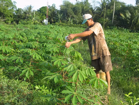 Các vườn sắn ở xã Đông Phước A, huyện Châu Thành (Hậu Giang) đã cao mà không có người đến mua ngọn