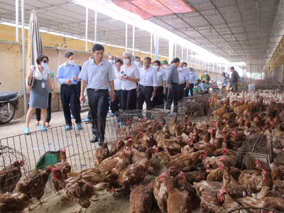 Kiểm tra gia cầm ở chợ đầu mối gia cầm Hà Vỹ (Thường Tín, Hà Nội). Ảnh: Anh Quân