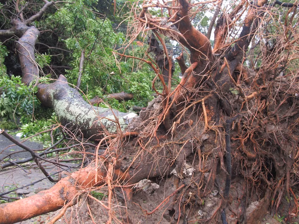 Cổ thụ bật gốc