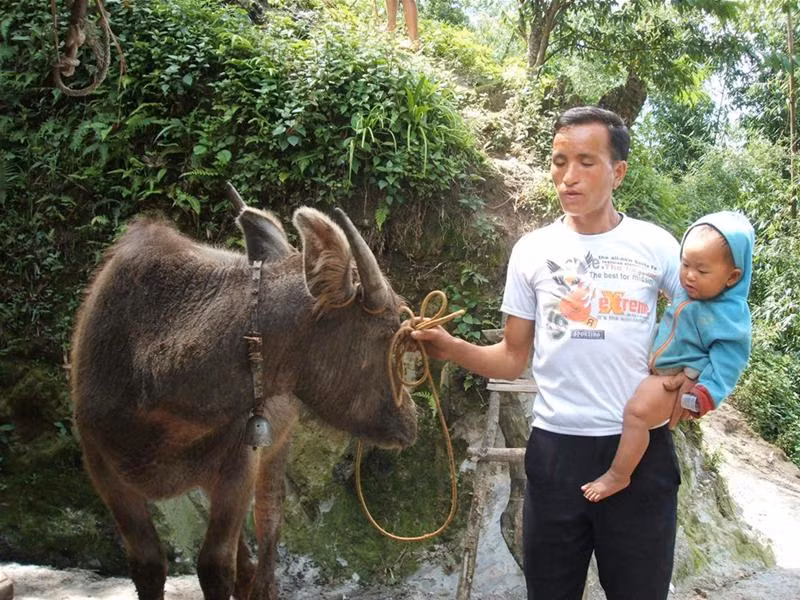 Hây Chờ Báo và con gái bên con nghé mua bằng tiền vay Ngân hàng CSXH