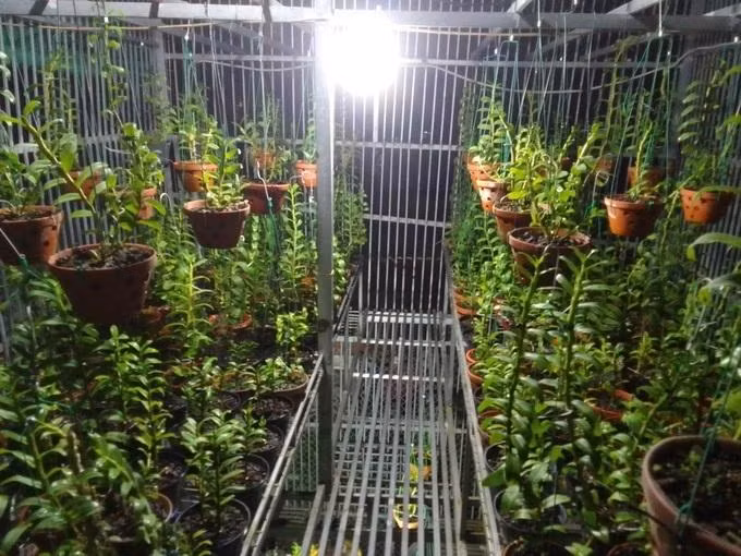 Mấy chậu lan kiếm đột biến của anh Ngọc ở Phú Thọ gần 2 năm trước từng được định giá cả tỷ đồng, giờ nằm chỏng chơ, chẳng ai mua (Ảnh: Nhân vật cung cấp).