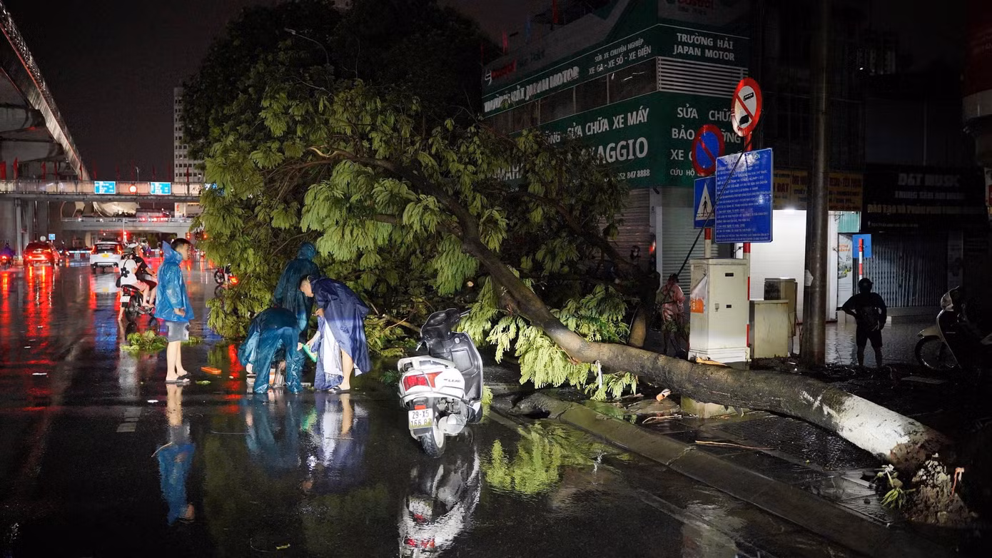 Cây xanh bật gốc ở Hồ Tùng Mậu