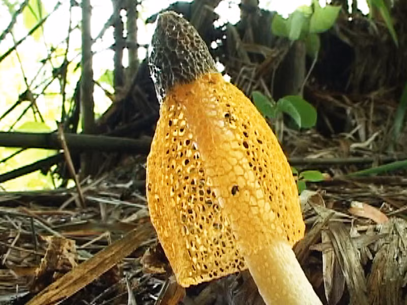 Nấm lưới vàng