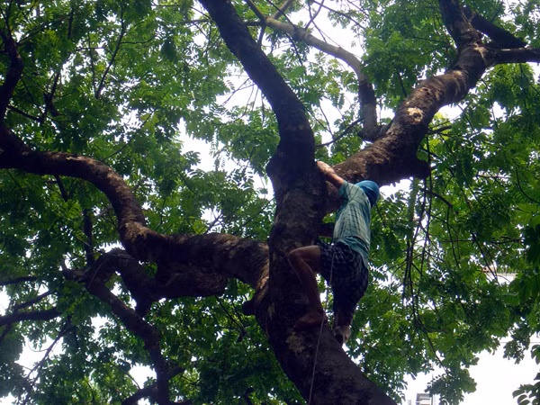 Vắt vẻo trên cây cao chót vót để hái sấu