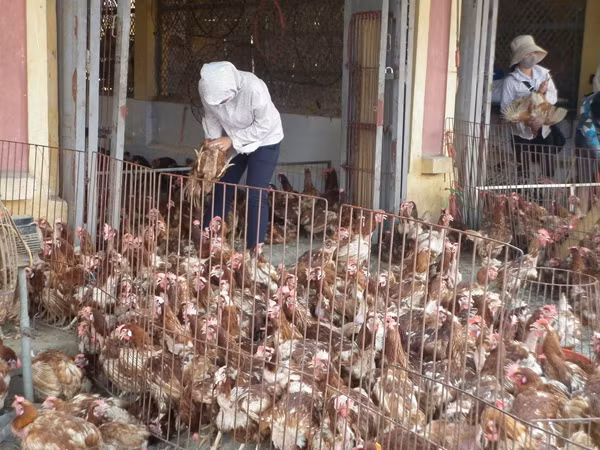 Gà loại thải Trung Quốc đội mác “gà mía” bán nhiều ở chợ Hà Vỹ. Ảnh: Phạm Anh. Gà loại thải Trung Quốc đội mác “gà mía” bán nhiều ở chợ Hà Vỹ. Ảnh: Phạm Anh