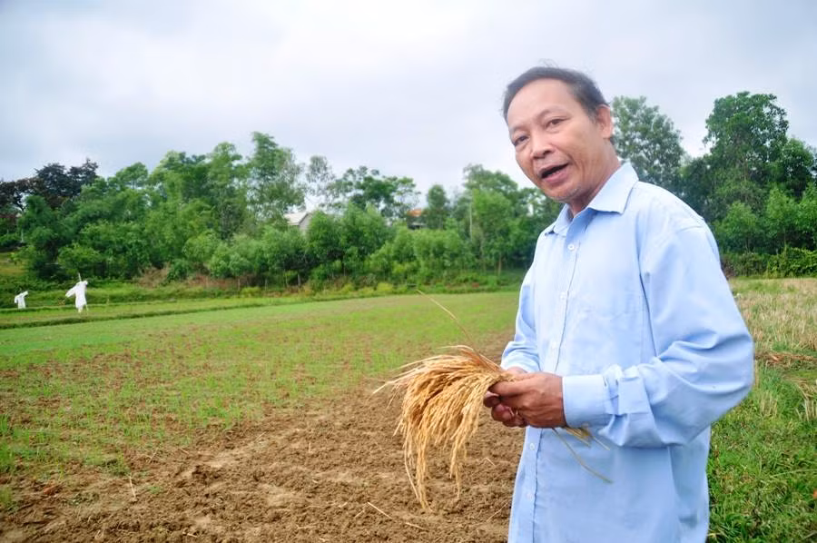 Nhà khoa học cảnh báo tỏi Lý Sơn bị tỏi voi Nhật Bản 'bóp chết' ảnh 1