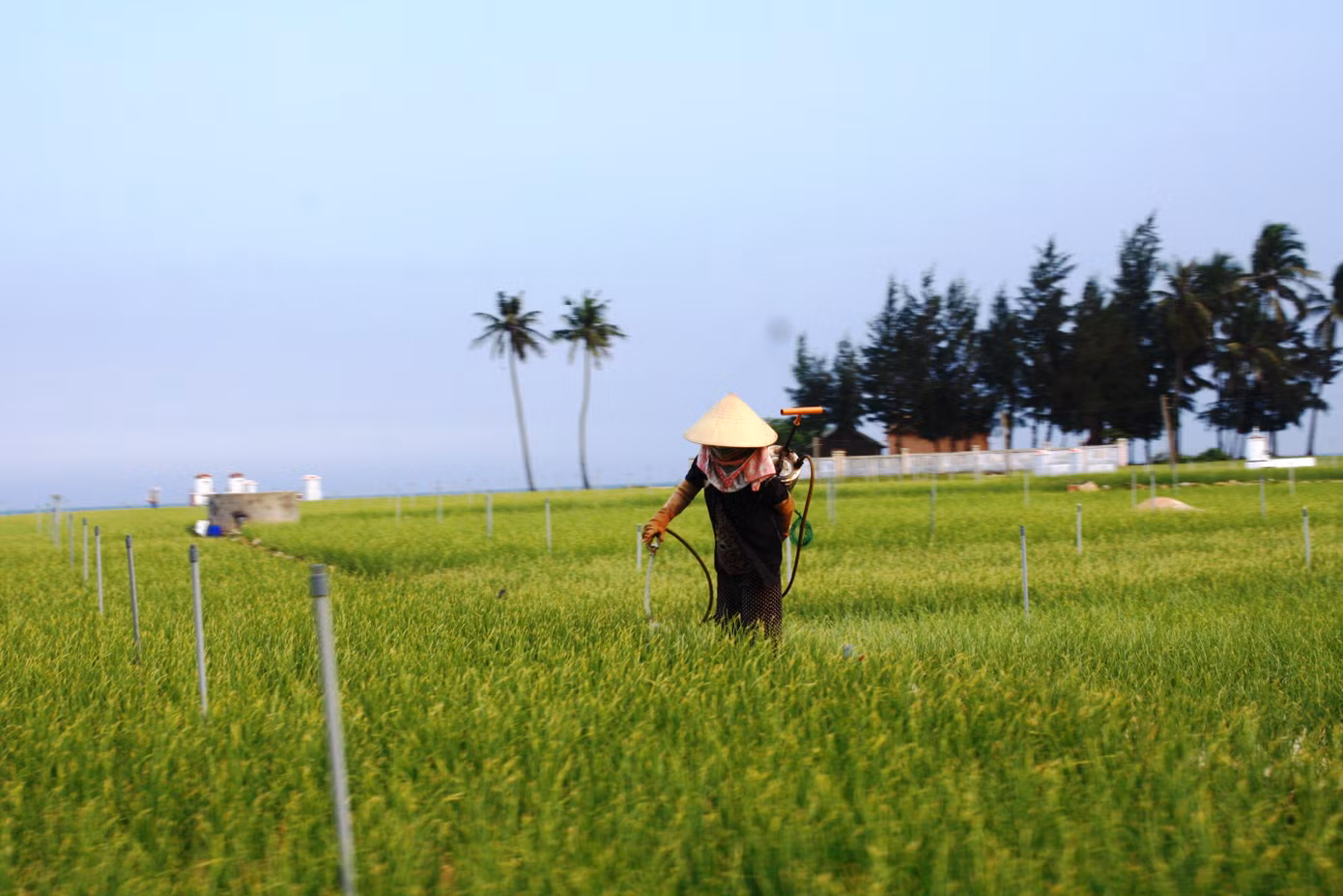Nhà khoa học cảnh báo tỏi Lý Sơn bị tỏi voi Nhật Bản 'bóp chết' ảnh 2