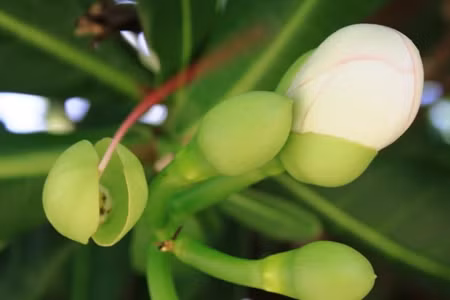 Bàng vuông chưa khoe sắc