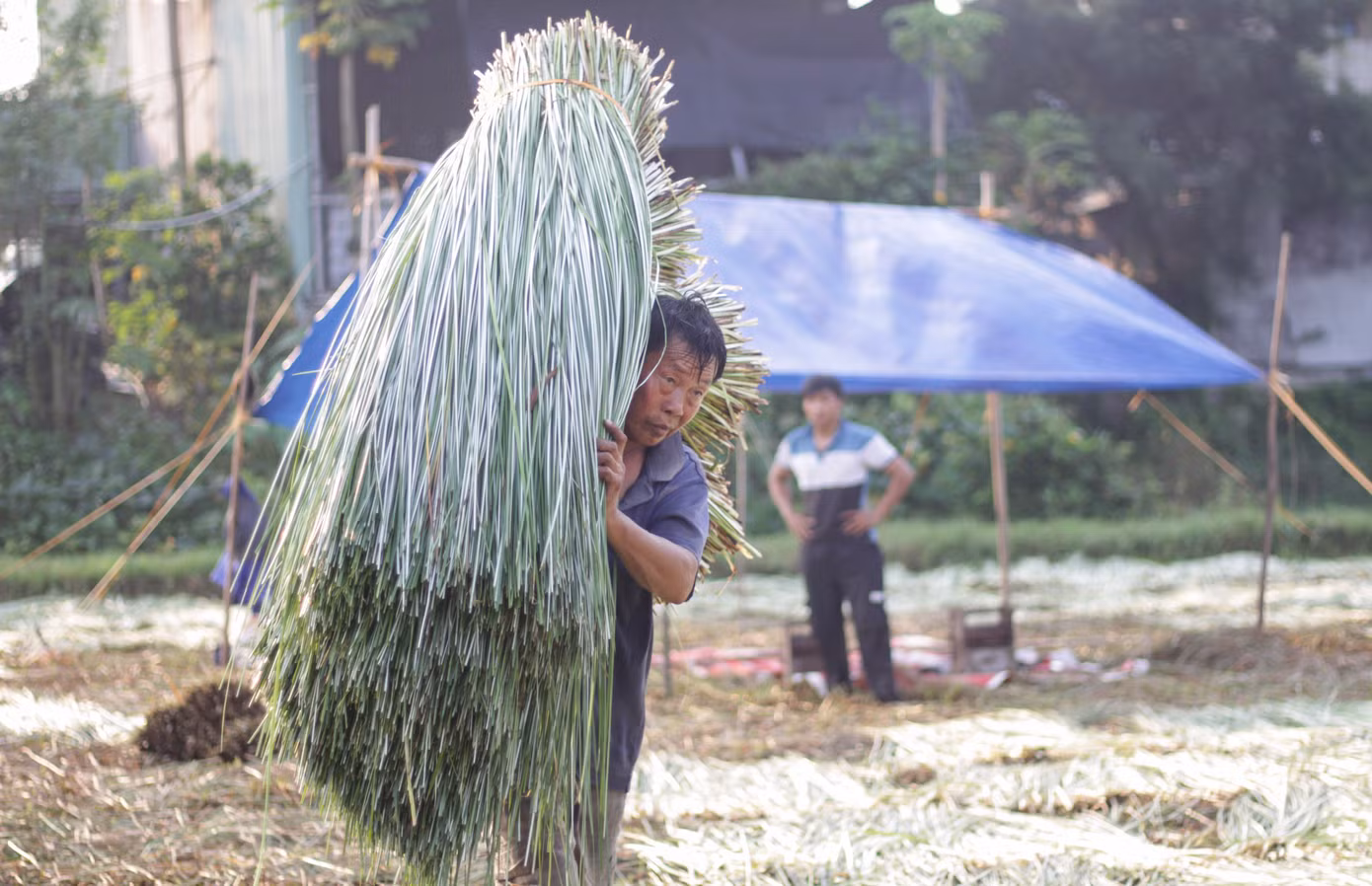 ... và đem đi phơi khô. Ảnh: Trương Định