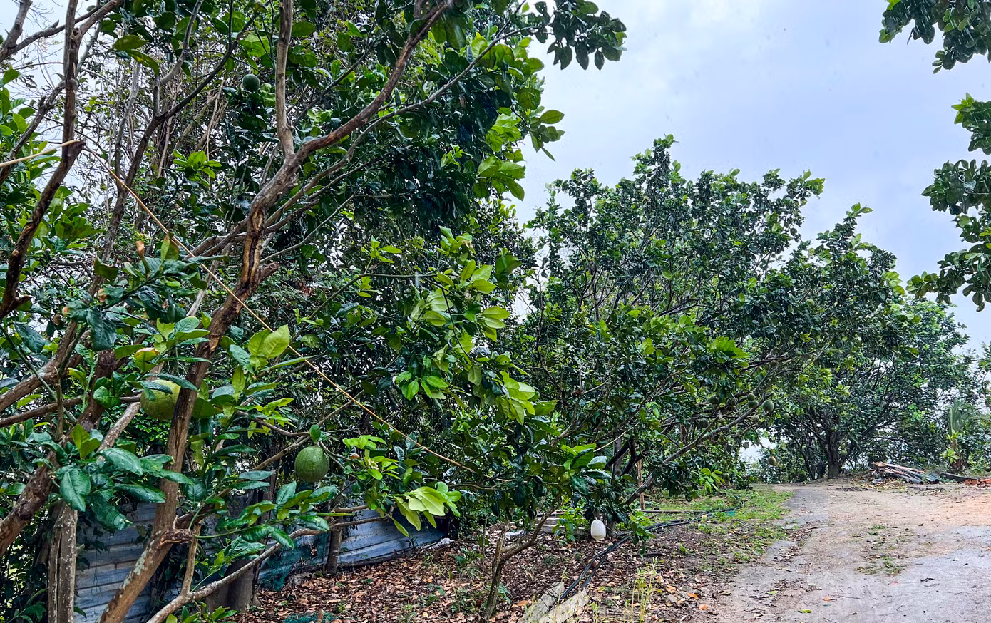 Vườn bưởi trong khuôn viên "Đá Ông Tơ". Ảnh: Trương Định