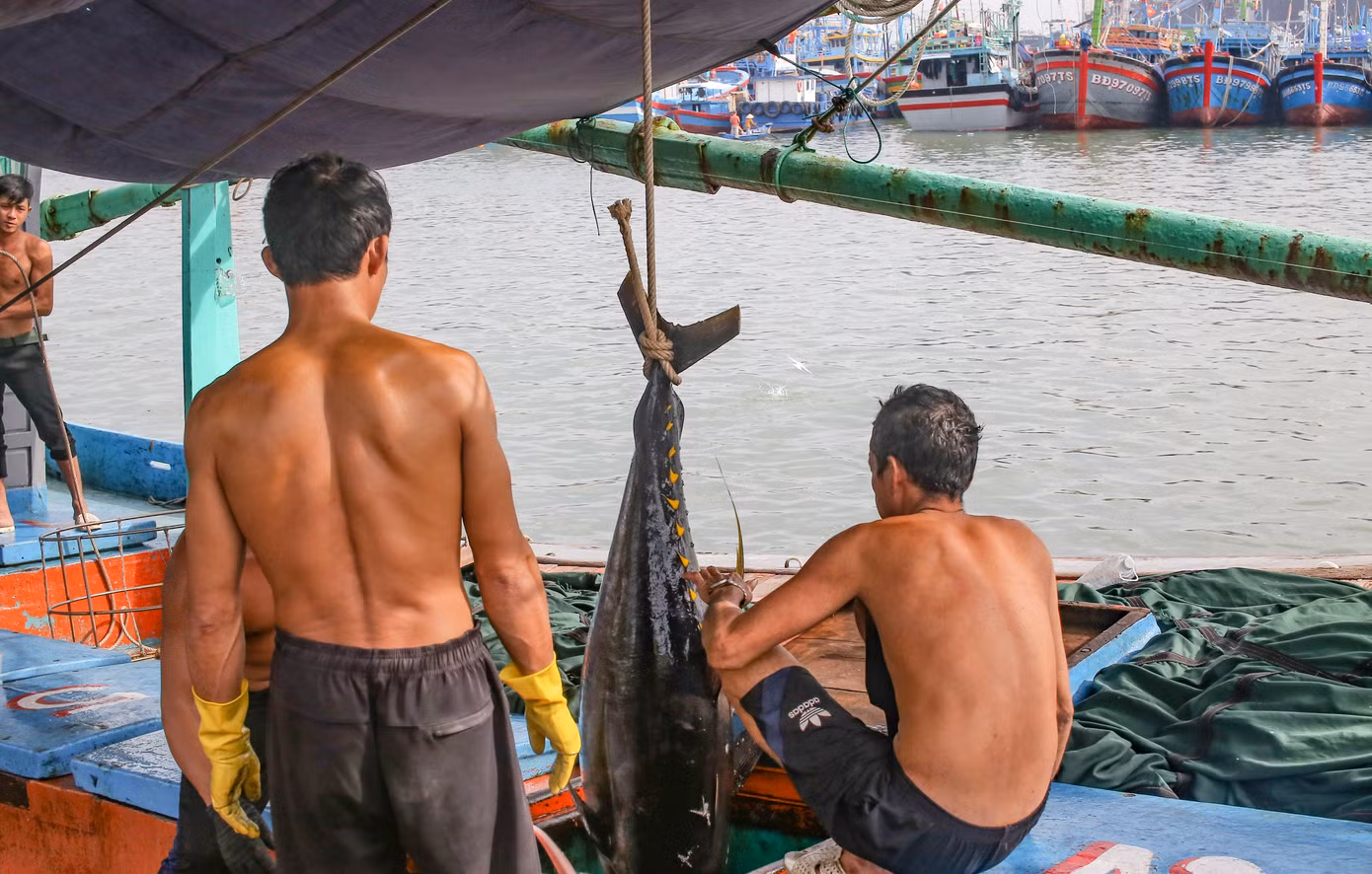Ngư dân mở hầm tàu, kéo cá đưa lên bờ bán cho thương lái. Ảnh: Trương Định.