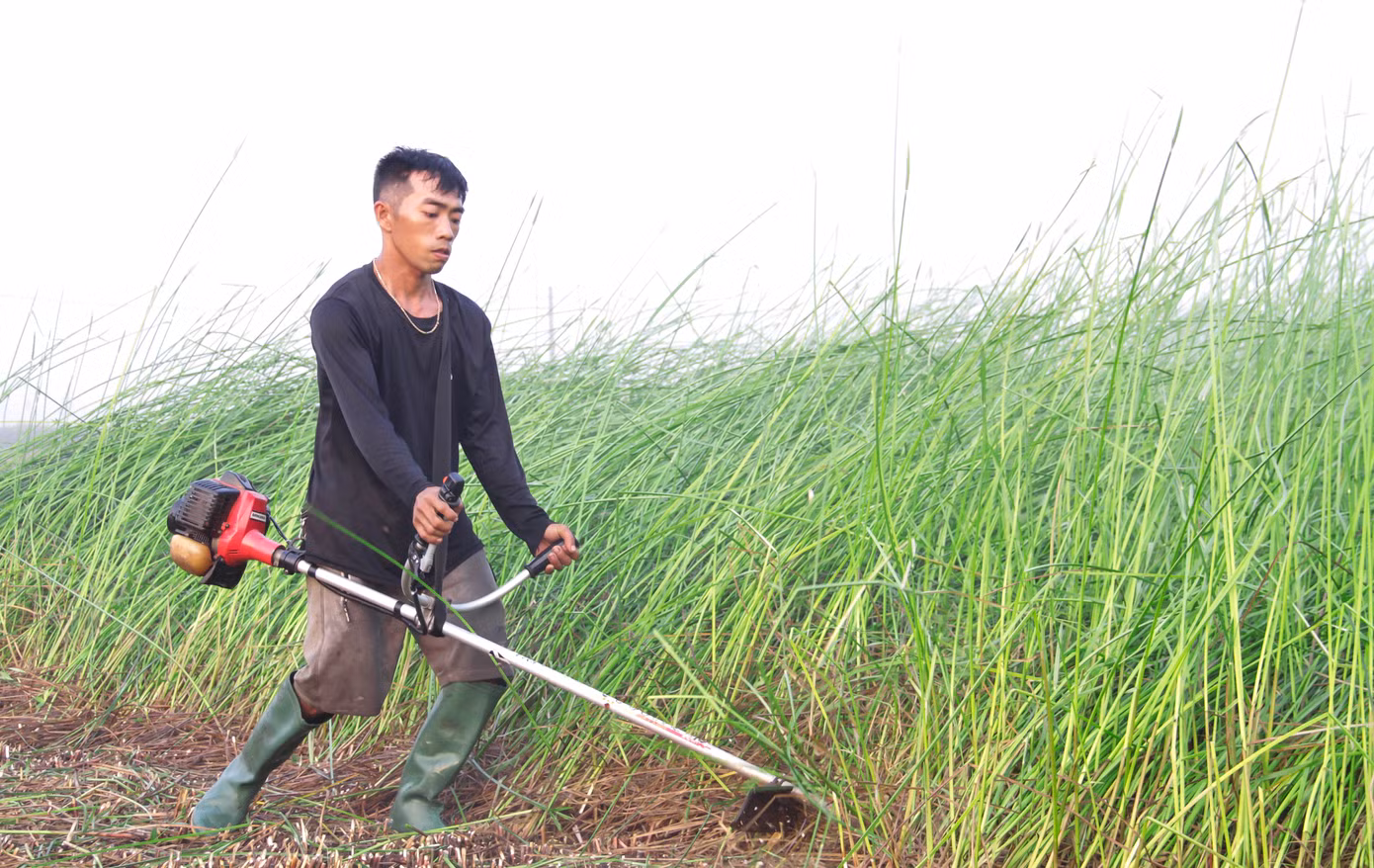 Ngoài thu hoạch bằng tay (dùng liềm) theo truyền thống, người dân còn sử dụng máy cắt để thuận lợi hơn trong công việc. Ảnh: Trương Định