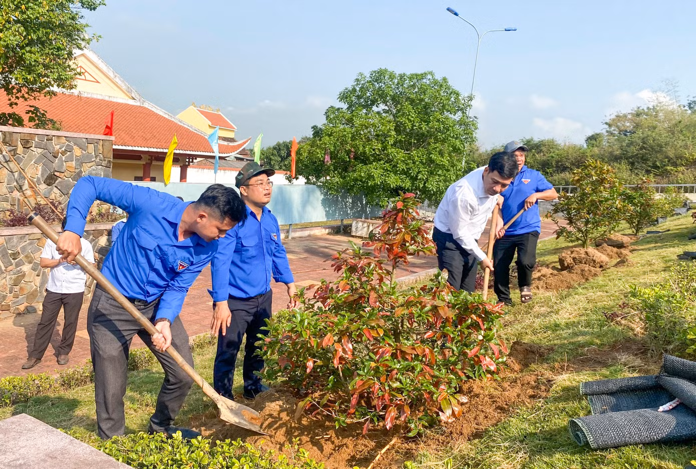 Trồng mai vàng năm tại Khu di tích Chi bộ Hồng Lĩnh.