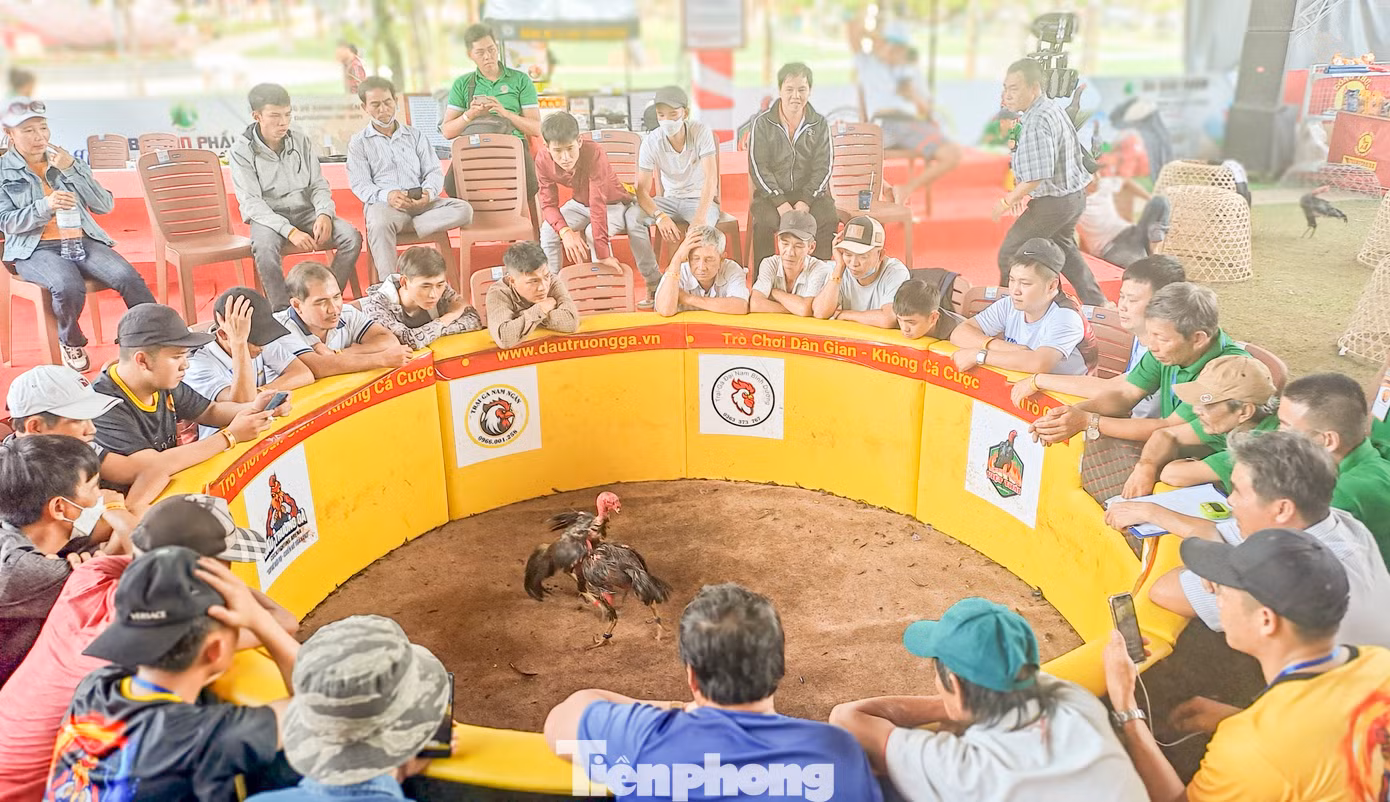 Hội chọi gà truyền thống thu hút đông đảo người dân, du khách đến xem. Ảnh: Trương Định. Hội chọi gà truyền thống thu hút đông đảo người dân, du khách đến xem. Ảnh: Trương Định.