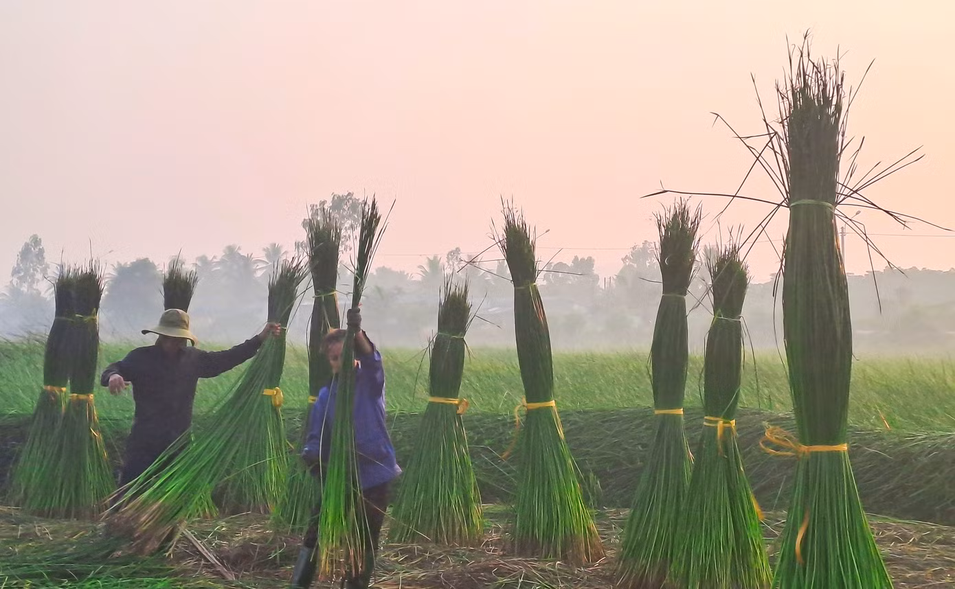 Anh Đinh Hữu Tiên (29 tuổi, thôn Gia An Đông, xã Hoài Châu Bắc, thị xã Hoài Nhơn) cho hay, dệt chiếu là nghề truyền thống của gia đình. Công việc gắn bó với anh từ thuở nhỏ. Theo anh Tiên, cứ vào khoảng vào tháng 3 hằng năm là bắt đầu thu hoạch những ruộng cói. Một năm nếu chăm sóc tốt và thời tiết thuận lợi thì có thể thu hoạch được 2 lần. Ảnh: Trương Định