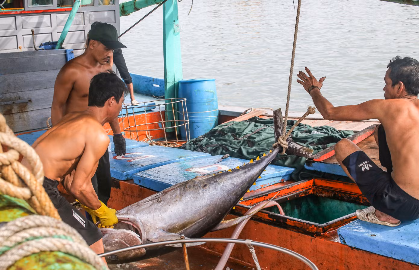 Sau chuyến biển hơn 20 ngày đánh bắt ở vùng biển Trường Sa, tàu BĐ-97665-TS ở thị xã Hoài Nhơn (Bình Định) mang về 33 con cá ngừ đại dương. Cá được ngư dân bảo quản với đá lạnh rất kỹ, nên giữ được chất lượng tốt. Ảnh: Trương Định.