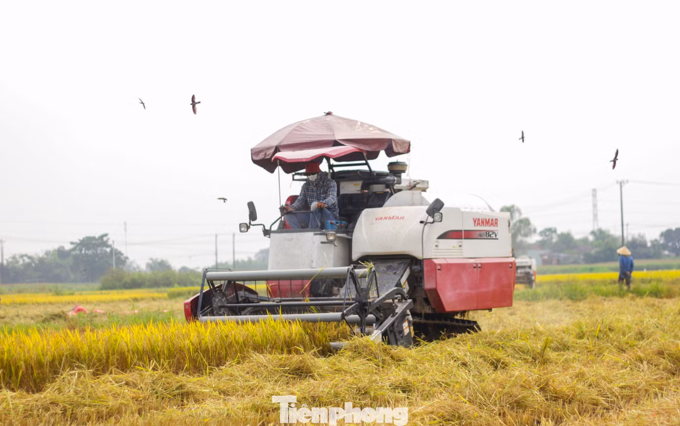Từ nhiều năm nay, người trồng lúa không còn gặt tay như cách làm nông truyền thống, mà đã có máy liên hợp thay thế sức người. Các máy liên hợp sẽ gặt, đóng bao, trả lúa về bờ. Giá thuê máy khoảng 160 nghìn đồng/sào. Sau đó người nông dân tiếp tục thuê xe vận chuyển lúa về nhà. (Ảnh: Trương Định)