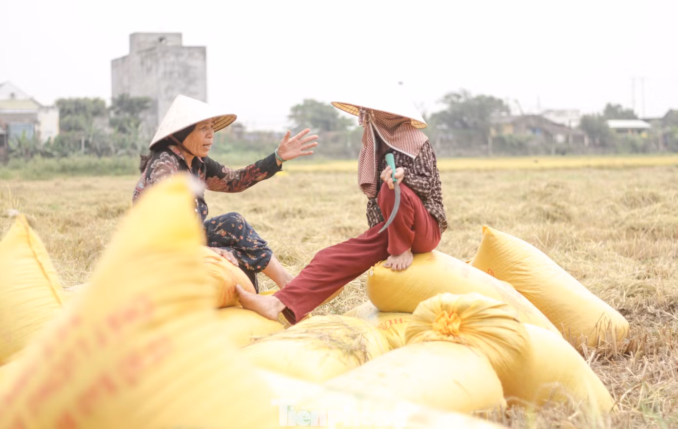 Bà Hà Thị Sáu (63 tuổi, phường Nhơn Hòa, thị xã An Nhơn) cho biết, vụ này gia đình bà làm 6 sào ruộng hiện đã cắt được 4 sào, tuy nhiên so với những năm trước năng suất có giảm.“Năm nay tính ra sản lượng cũng không đạt, ví như năm trước có đám cắt được 16 bao thì năm nay cắt chỉ còn 14 bao. Ở đây một đám lúa số lượng giảm từ 2 đến 3 bao là chuyện bình thường”, bà Sáu nói. (Ảnh: Trương Định)