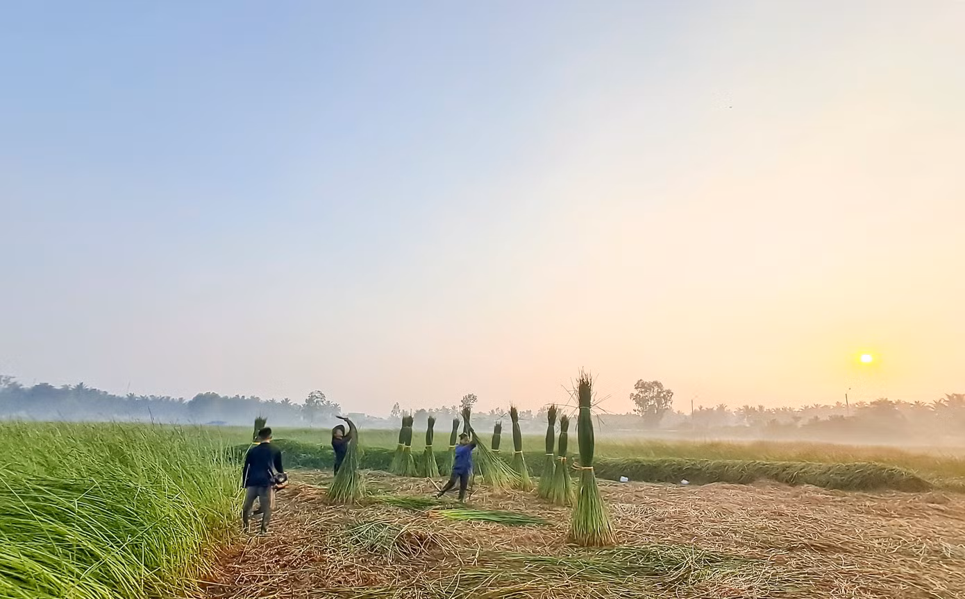 Người dân xuống đồng thu hoạch cói từ lúc mặt trời vừa ló rạng. Ảnh: Trương Định