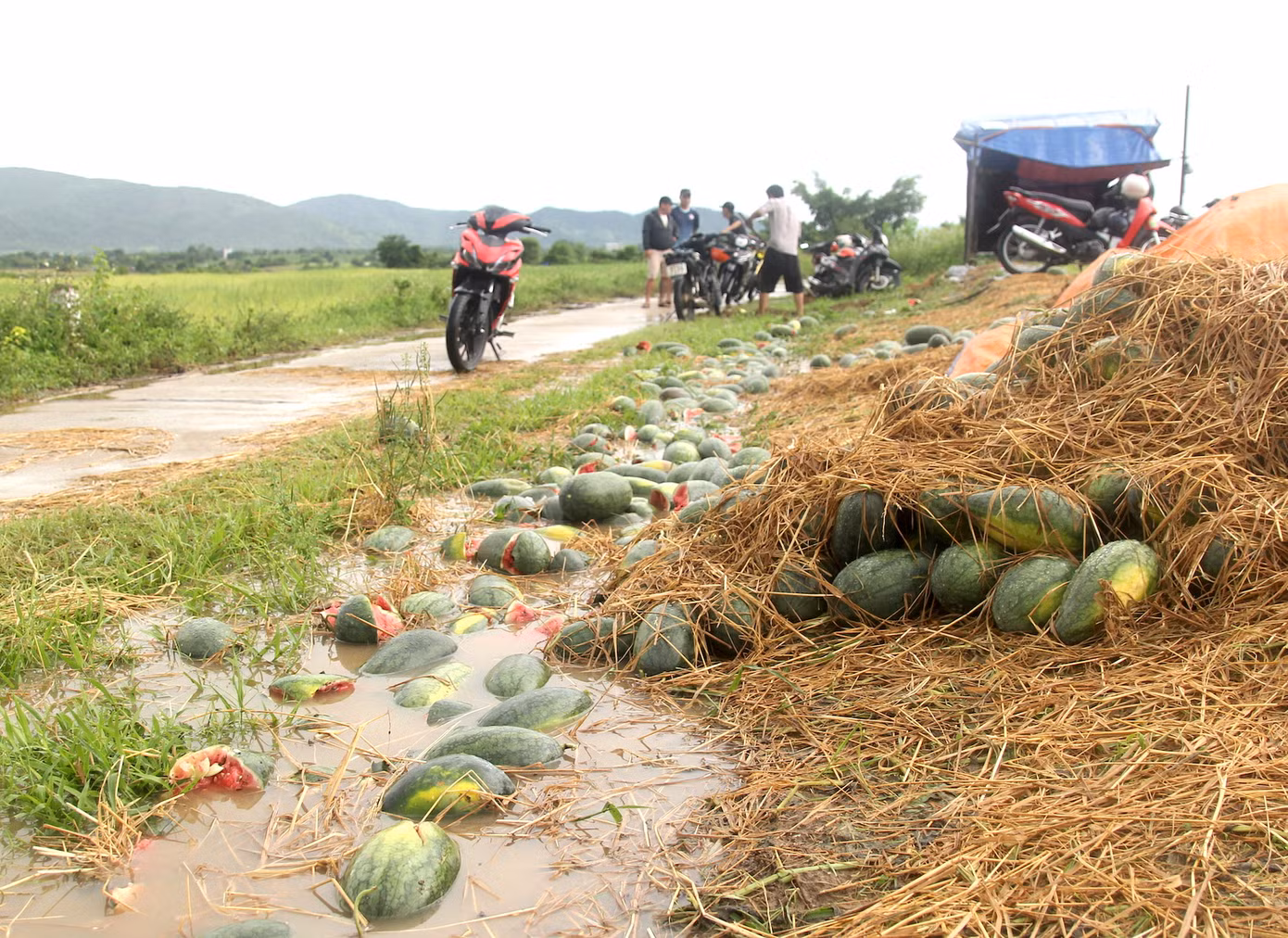 Thời điểm phóng viên Tiền Phong có mặt, cơn mưa lớn đổ về, ông Dũng lại phải vun đất cao để nước không ngập đống dưa vừa gom lại chờ thương lái tới mua. Thời điểm phóng viên Tiền Phong có mặt, cơn mưa lớn đổ về, ông Dũng lại phải vun đất cao để nước không ngập đống dưa vừa gom lại chờ thương lái tới mua.
