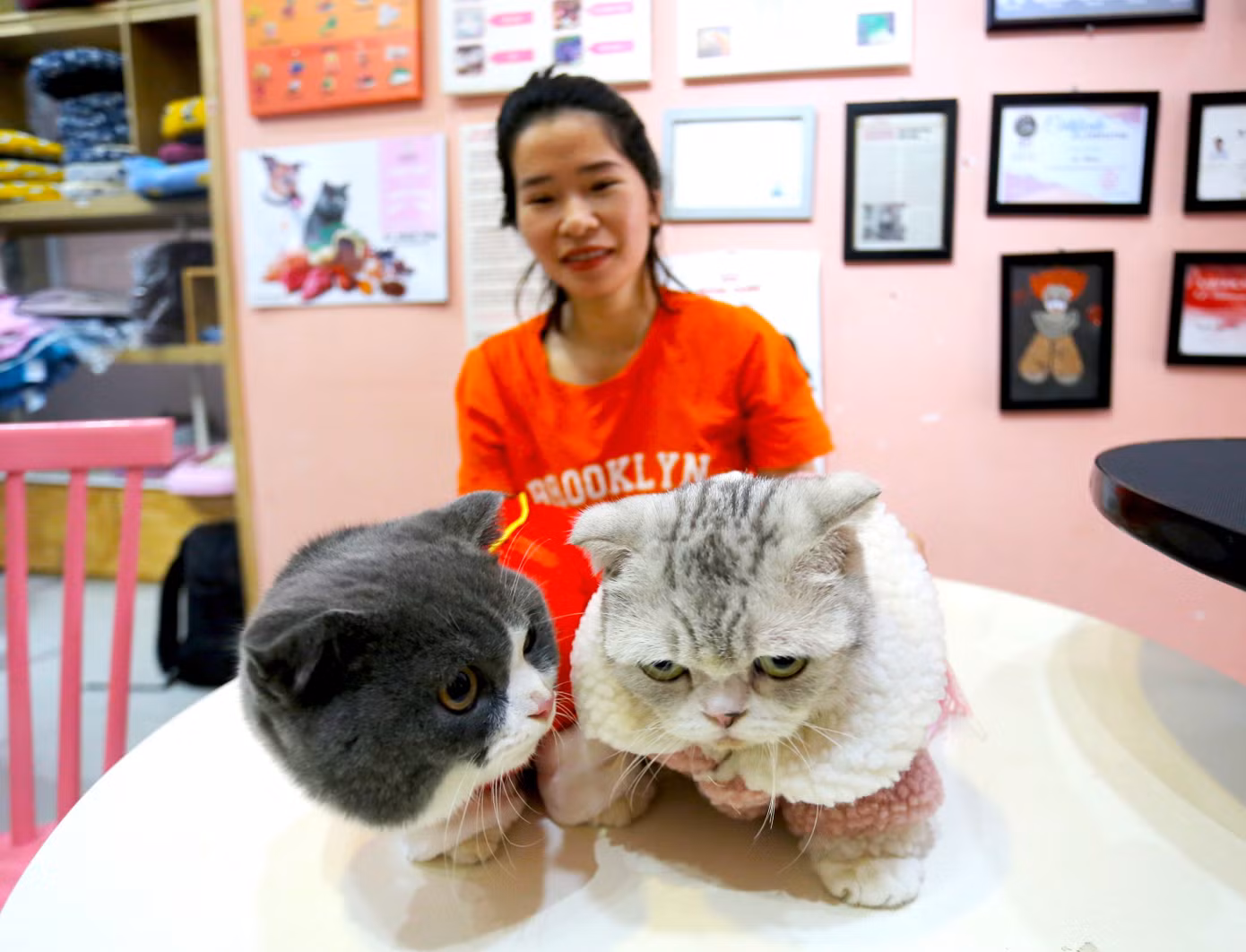 Những chú mèo ở quán cà phê được chủ chăm sóc, mang đến làm bạn với nhau. Những chú mèo ở quán cà phê được chủ chăm sóc, mang đến làm bạn với nhau.