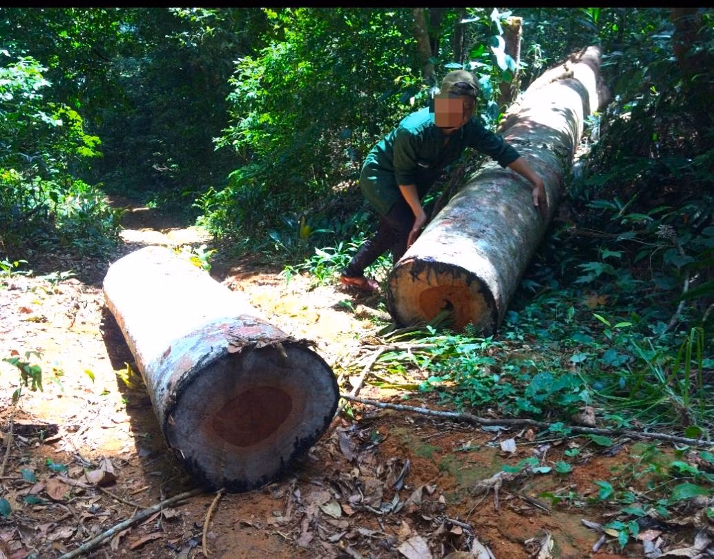 Cứ đi vài chục mét lại có một cây gỗ lớn bị đốn hạ.