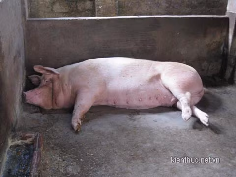 Lợn mẹ nặng hàng trăm kg, là lợn siêu nạc được nuôi để 