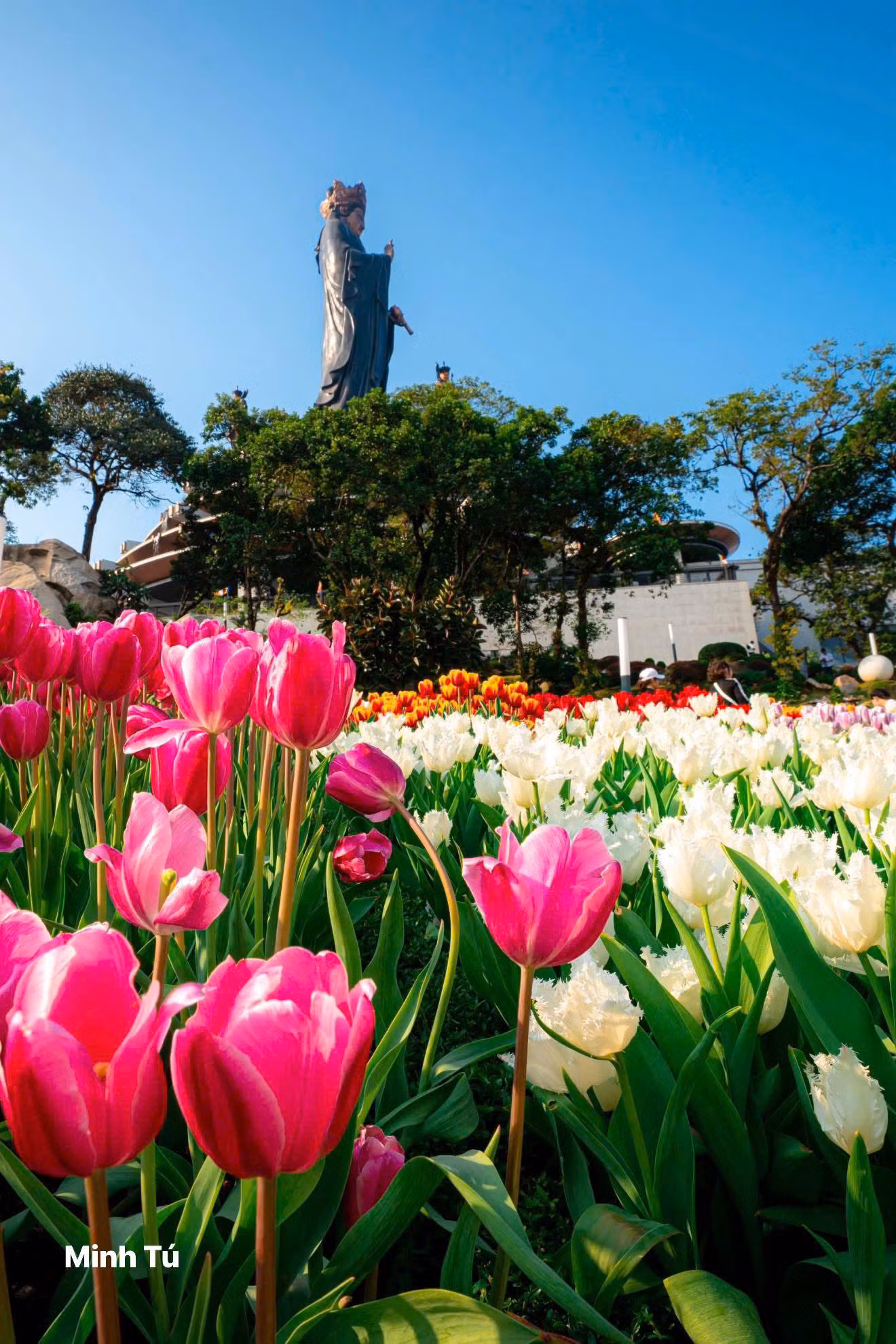 Vườn hoa tulip với hơn 115.000 gốc gồm nhiều màu sắc khác nhau. (Ảnh: Minh Tú) Vườn hoa tulip với hơn 115.000 gốc gồm nhiều màu sắc khác nhau. (Ảnh: Minh Tú)