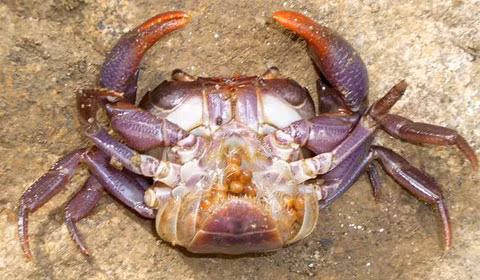 Một con cua Insulamon magnum đang mang trứng. Cả 4 loài cua mới đều bị đe dọa lớn hơn các loài cua nước ngọt khác vì chúng chỉ sống trong suối và sông nhỏ, Hendrik Freitag nhận định