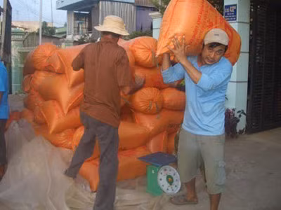 Gạo Việt Nam đang tiếp tục có mức giá cao hơn gạo Thái Lan