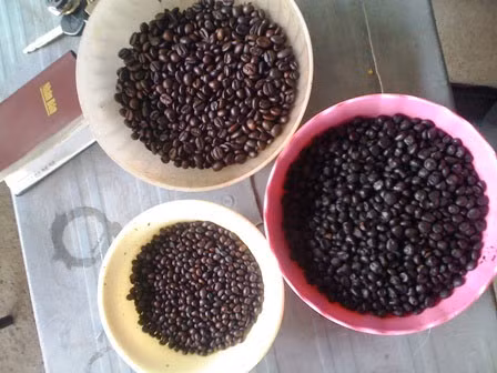Bắp, đậu nành được rang cháy đen, dùng làm nguyên liệu chính trong sản xuất “cà phê”