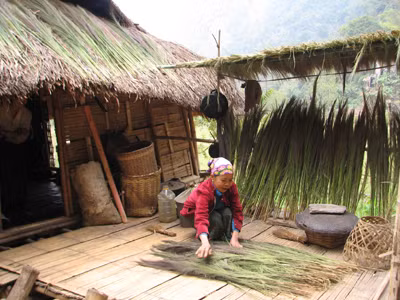 Đồng bào Thái ở xã Tam Chung, huyện Mường Lát (Thanh Hóa) đang phơi cây đót mới hái để bán	Ảnh: Hoàng Lam