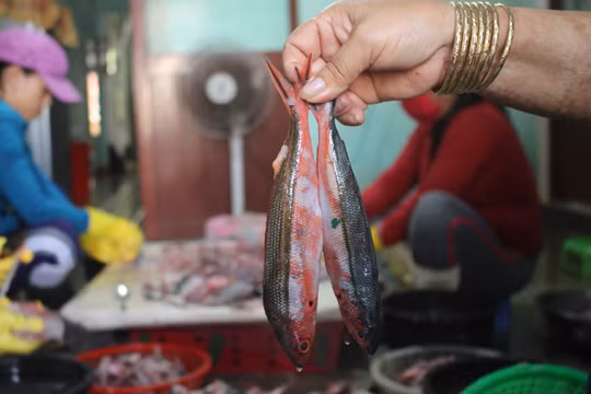 Thơm lừng Cá Đỏ củ mang hương vị Hoàng Sa ảnh 6