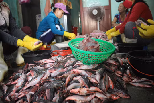 Thơm lừng Cá Đỏ củ mang hương vị Hoàng Sa ảnh 2